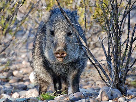 Collared Peccary, Javelina (Pecari tajacu)