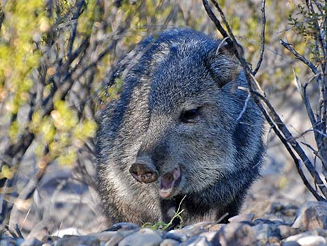 Collared Peccary, Javelina (Pecari tajacu)