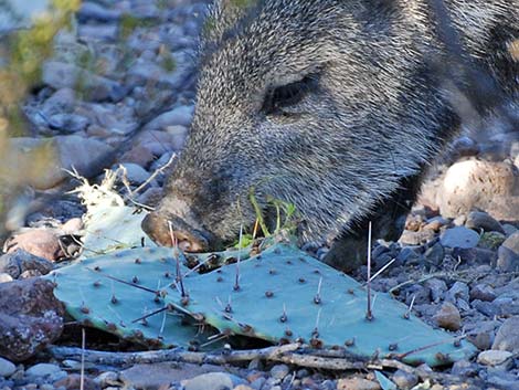 Collared Peccary, Javelina (Pecari tajacu)