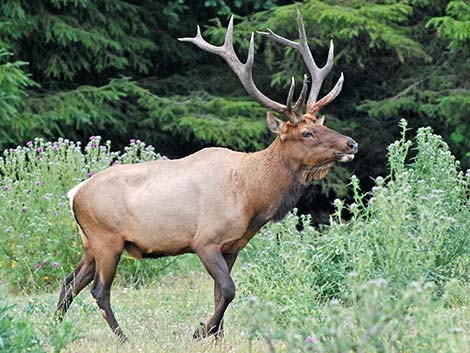 Elk (wapiti) (Cervus canadensis)