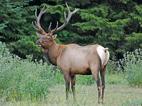 elk (wapiti) (Cervus canadensis)