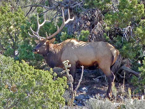 Elk (wapiti) (Cervus canadensis)