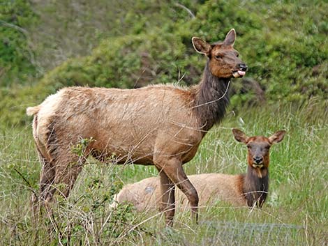 Elk (Cervus canadensis)