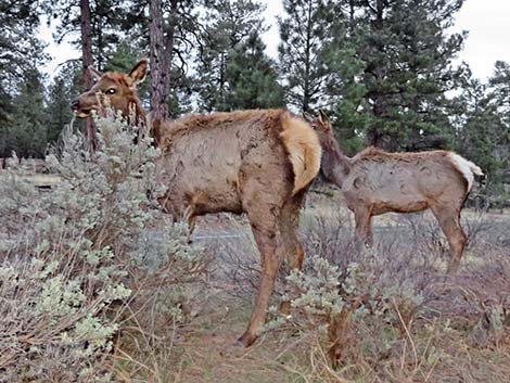 Elk (Cervus canadensis)