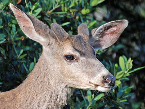 California Mule Deer (Odocoileus hemionus californica)