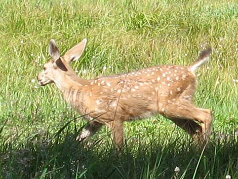 California Mule Deer (Odocoileus hemionus californica)