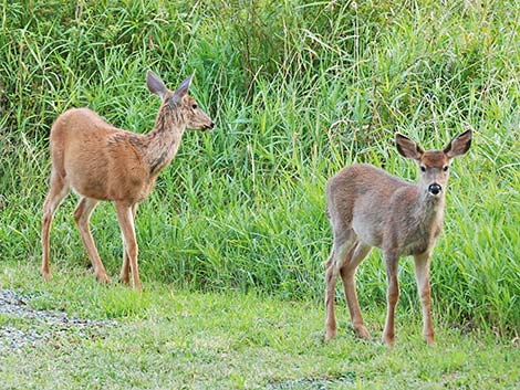 Mule Deer (Odocoileus hemionus)