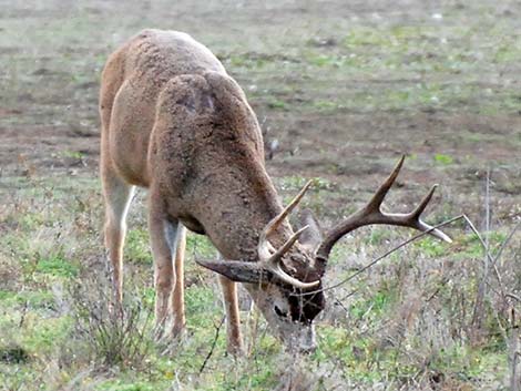 Mule Deer (Odocoileus hemionus)