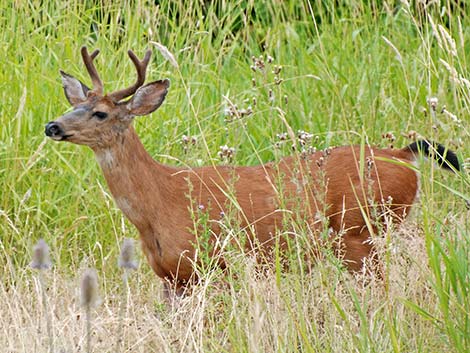 Columbian Mule Deer (Odocoileus hemionus columbiana)