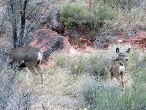 Desert Mule Deer (Odocoileus hemionus crooki)