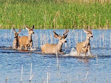 Mule Deer (Odocoileus hemionus)