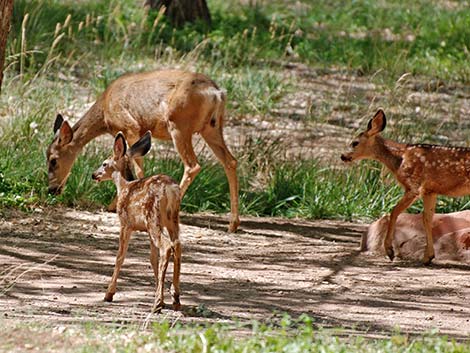 Mule Deer (Odocoileus hemionus)