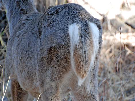 Coues white-tailed deer (Odocoileus virginianus couesi)