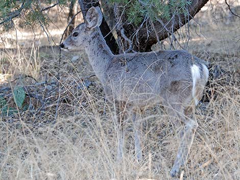 Coues White-tailed Deer (Odocoileus virginianus couesi)