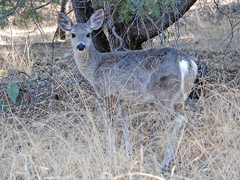 Coues White-tailed Deer (Odocoileus virginianus couesi)