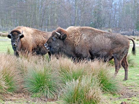 American Bison (Bison bison)