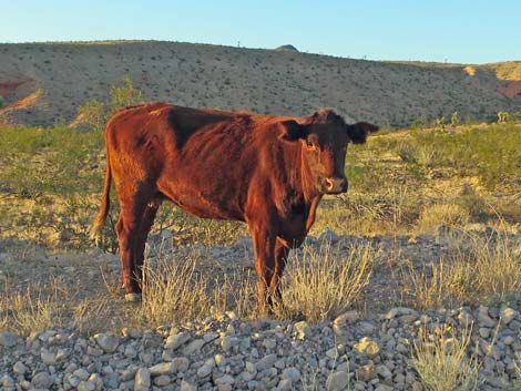 Domestic Cow (Bos taurus)