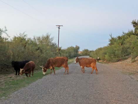 Domestic Cow (Bos taurus)