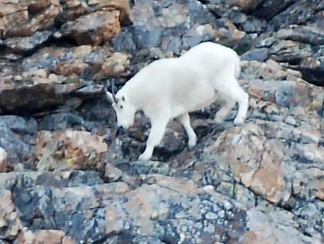 Mountain Goat (Oreamnos americanus)