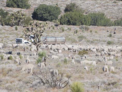 Domestic Sheep (Ovis aries)