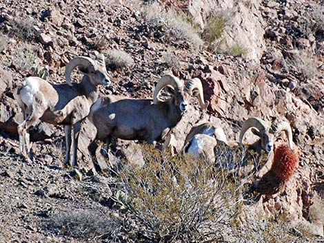 Desert Bighorn Sheep (Ovis canadensis)