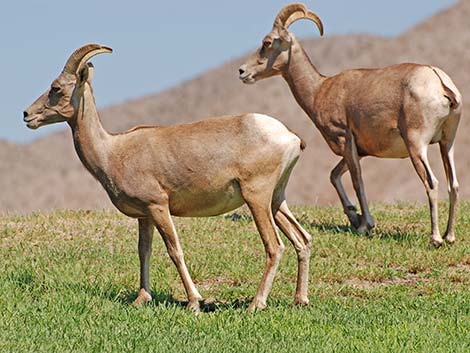 Desert bighorn sheep (Ovis canadensis)