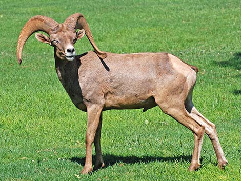 Desert bighorn sheep (Ovis canadensis)