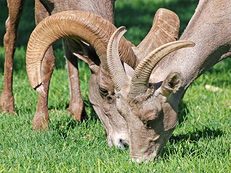 Desert bighorn sheep (Ovis canadensis)