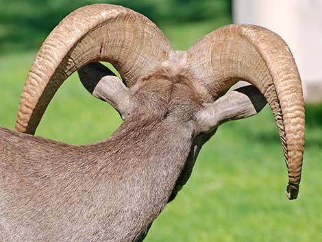 Desert bighorn sheep (Ovis canadensis)