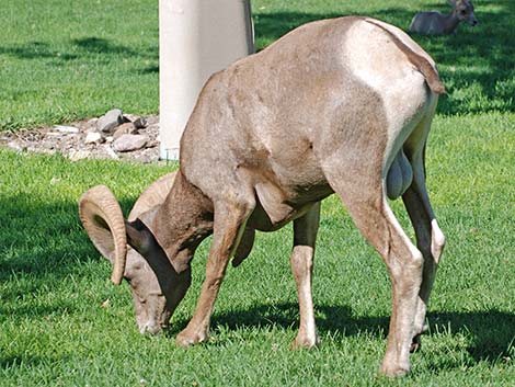 Desert bighorn sheep (Ovis canadensis)