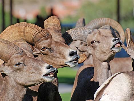 Desert bighorn sheep (Ovis canadensis)