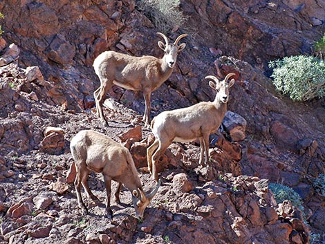 Desert Bighorn Sheep (Ovis canadensis)