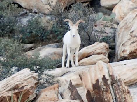 Desert Bighorn Sheep (Ovis canadensis)