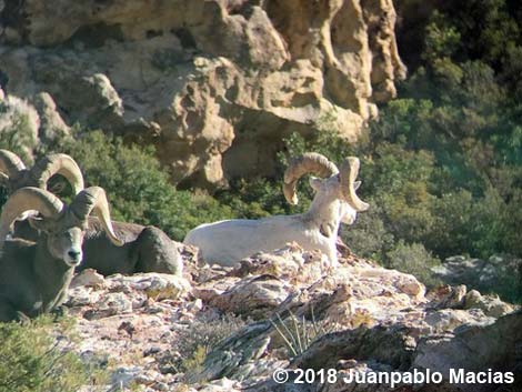 Desert Bighorn Sheep (Ovis canadensis)