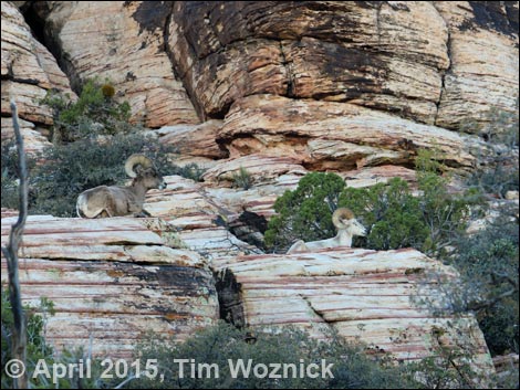 Desert Bighorn Sheep (Ovis canadensis)