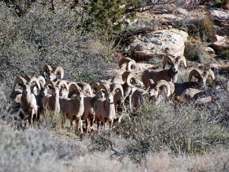 Red Rock Canyon National Conservation Area