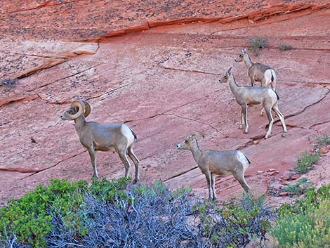 Desert Bighorn Sheep (Ovis canadensis)