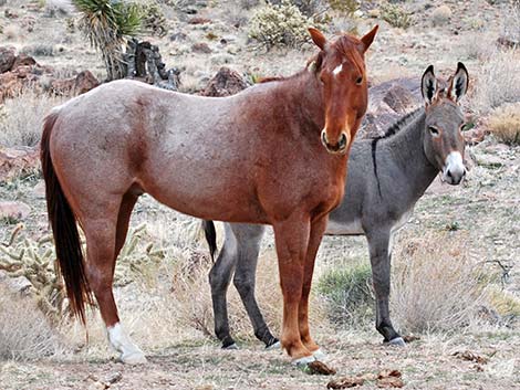 Wild Burro (Feral Ass) (Equus asinus)