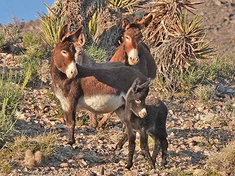 Wild Burro (Feral Ass) (Equus asinus)