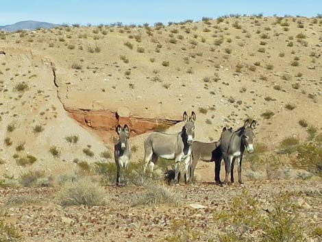 Red Bluff Spring Road