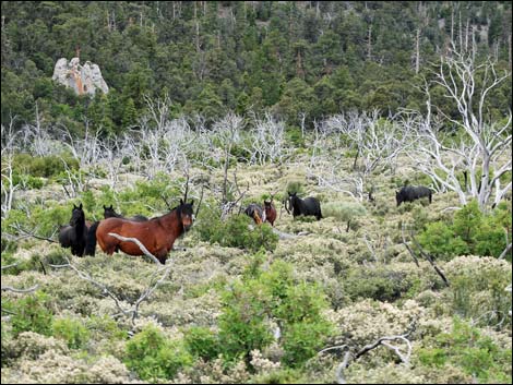 Feral Horse (Equus caballus)