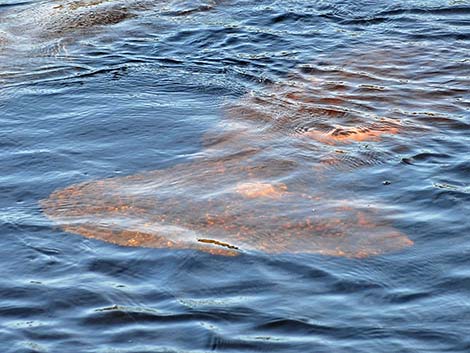 West Indian manatee (Trichechus manatus)