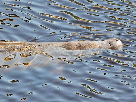 West Indian manatee (Trichechus manatus)