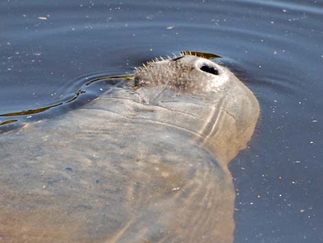 West Indian manatee (Trichechus manatus)