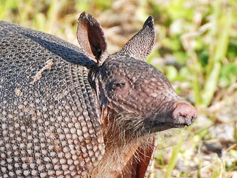 Nine-banded Armadillo (Dasypus novemcinctus)