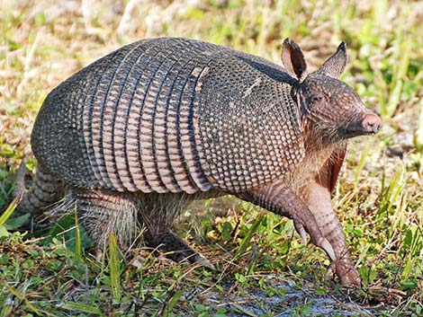 Nine-banded Armadillo (Dasypus novemcinctus)