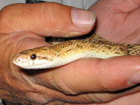 Glossy Snake (Arizona elegans)