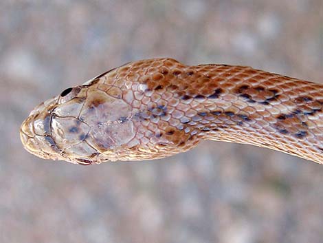 Glossy Snake (Arizona elegans)