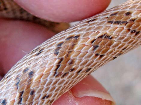 Glossy Snake (Arizona elegans)