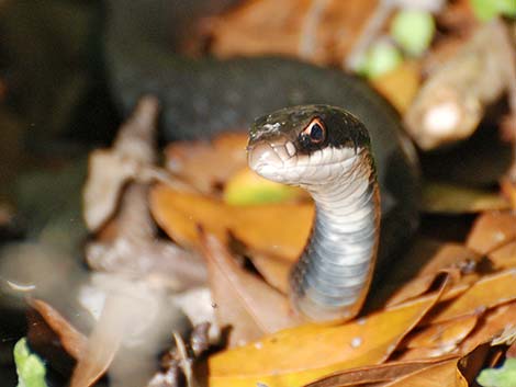 Black Racer (Coluber constrictor)